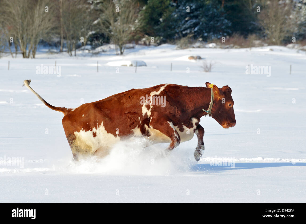 Cow running in snow Stock Photo Alamy