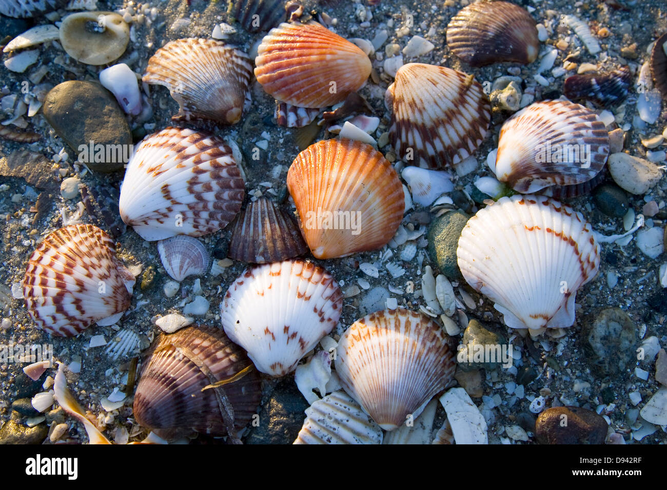 Shells on the beach, Mexico Stock Photo Alamy