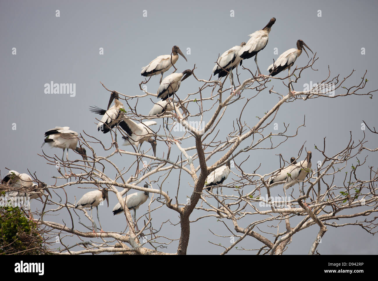Flocks of black and white stork birds perching on tree branch Stock Photo