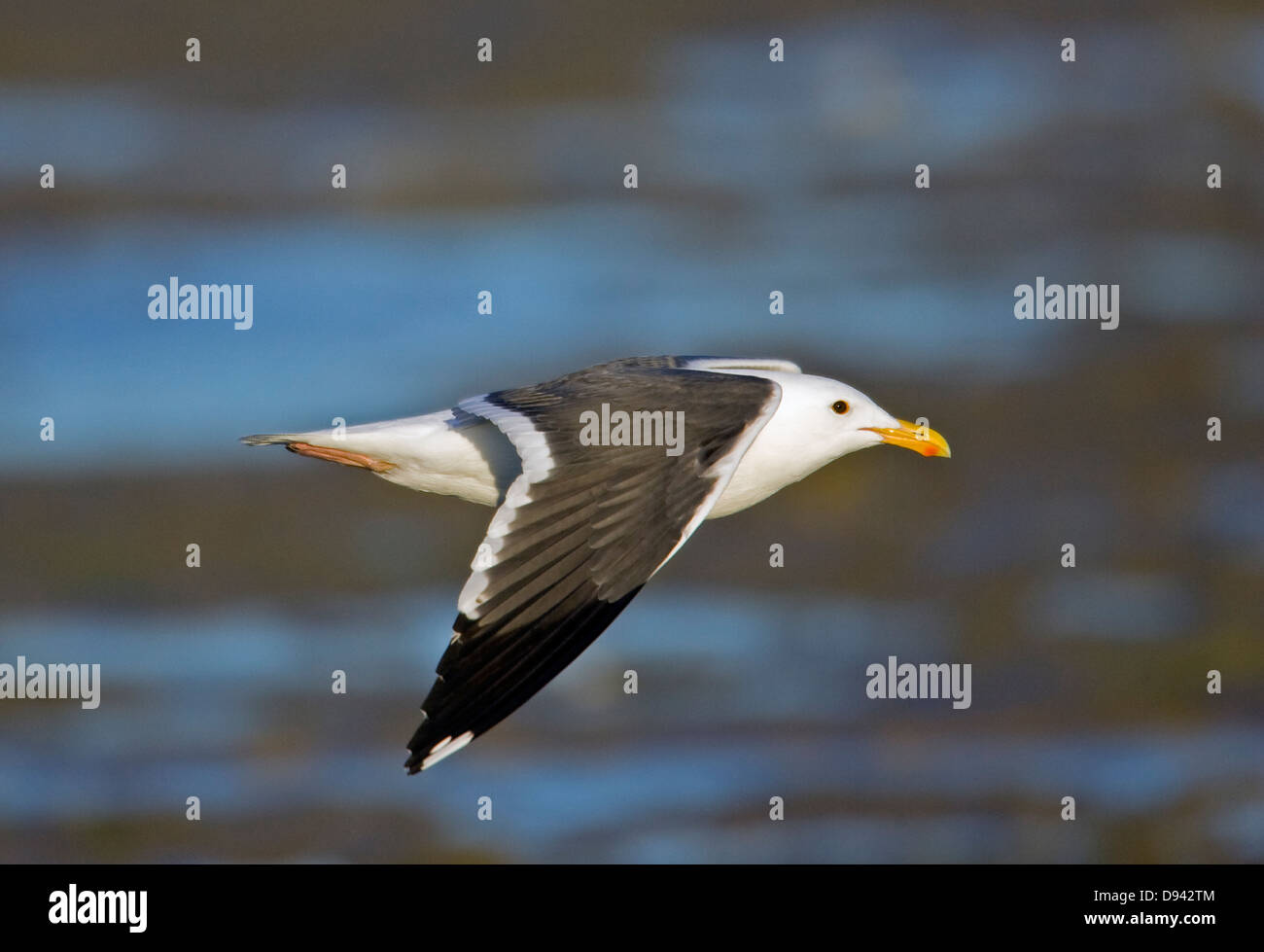 A flying gull over the ocean. Stock Photo