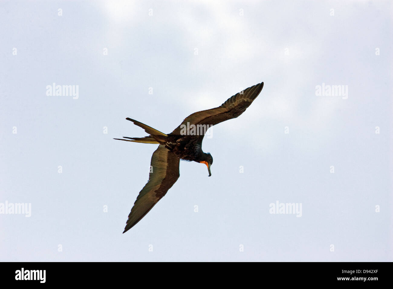 A flying big bird, Mexico. Stock Photo