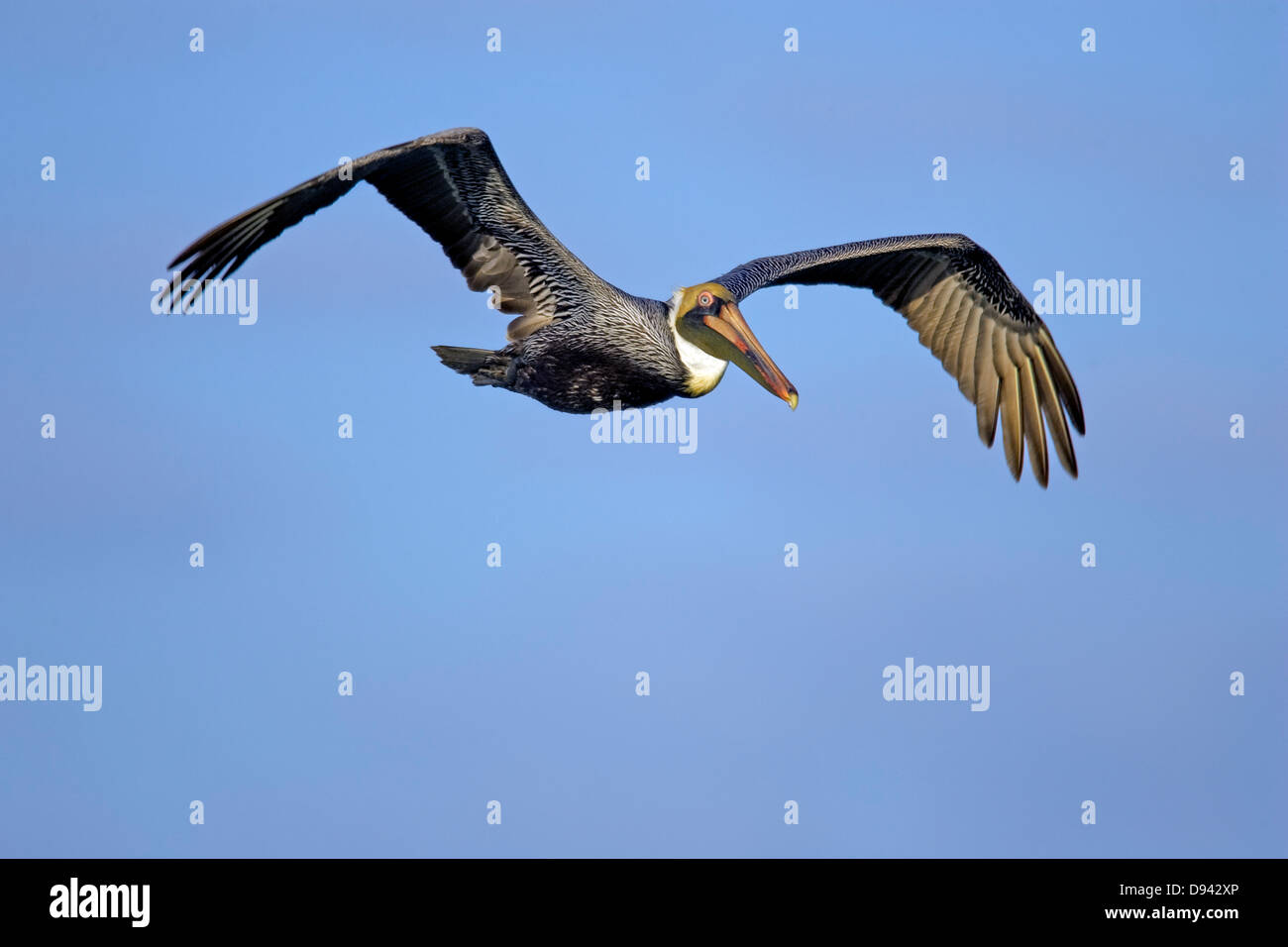 A flying pelican. Stock Photo