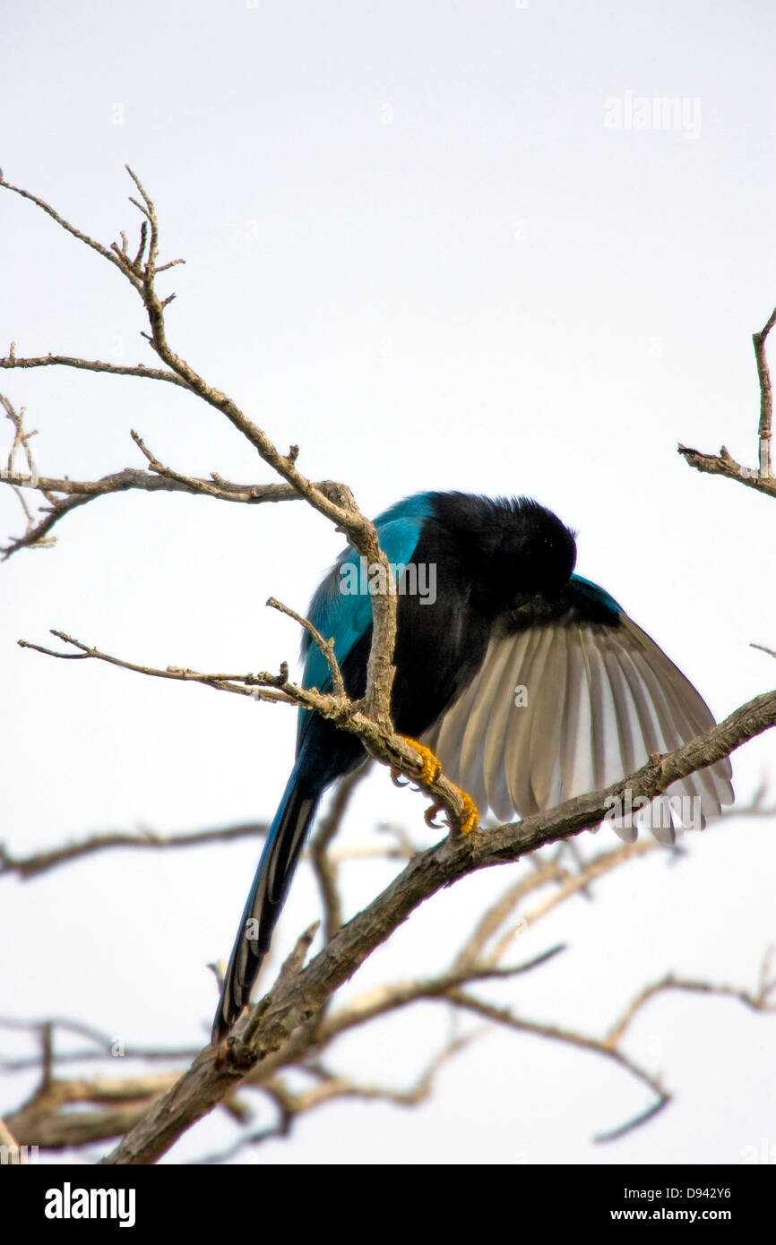 A bird with the head under a wing, Mexico. Stock Photo