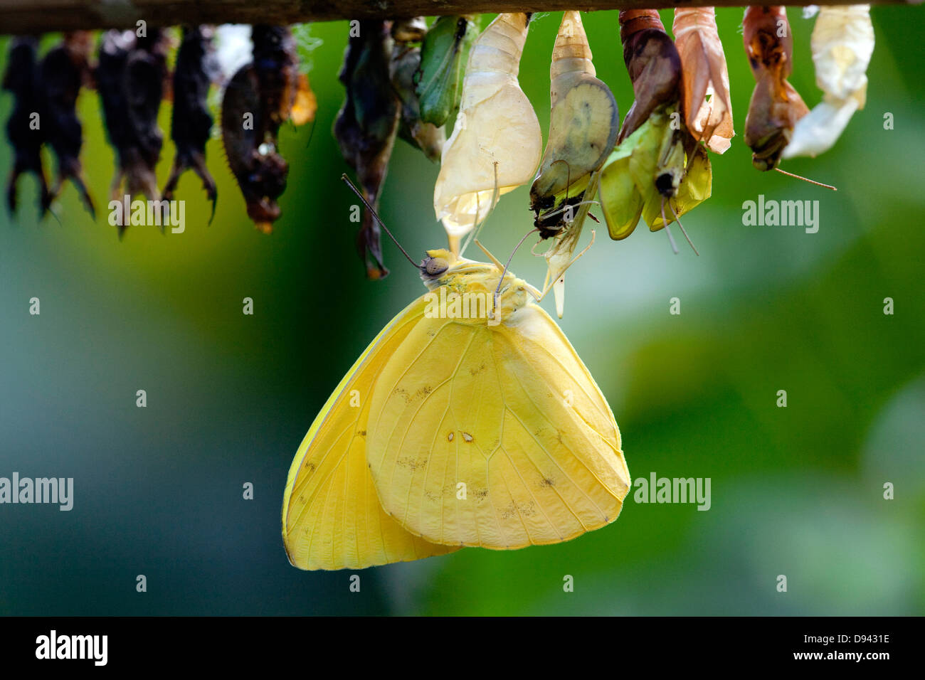 Chrysalis hanging hires stock photography and images Alamy