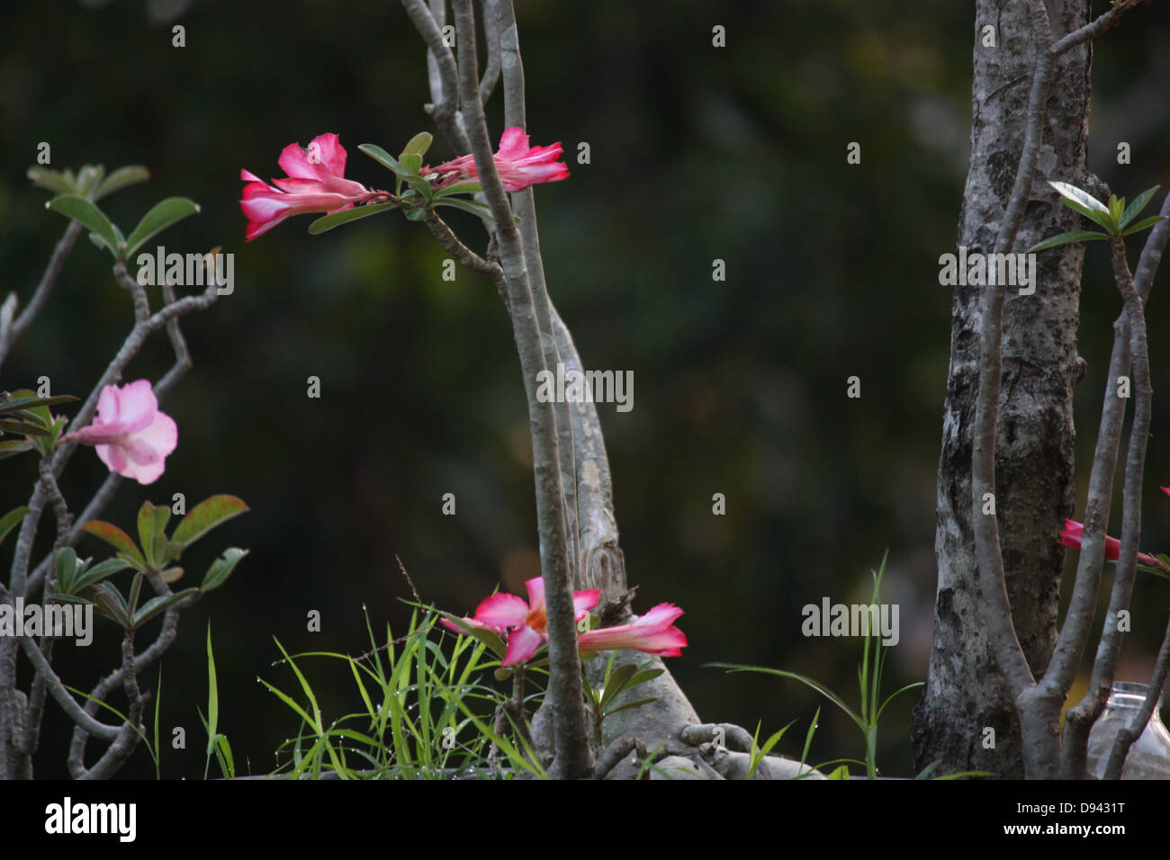 Pink leaves plants hi-res stock photography and images - Alamy
