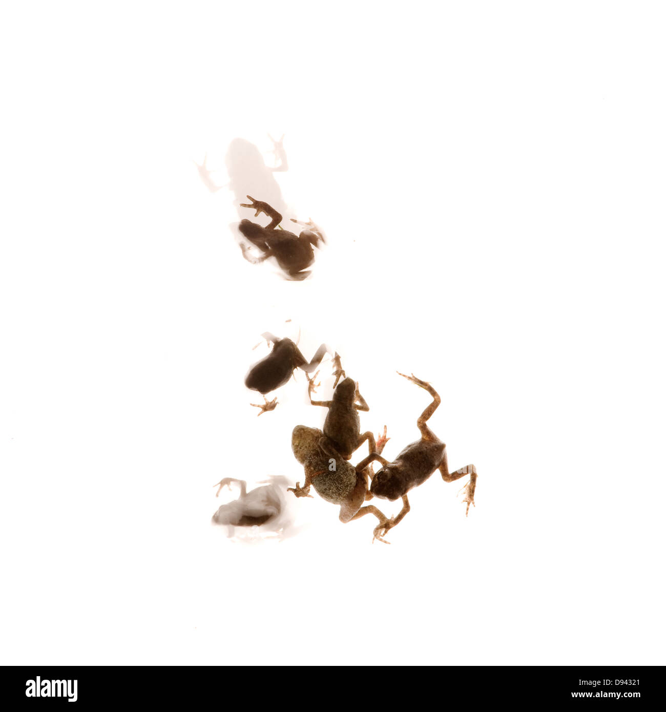 Group frogs toads white background hi-res stock photography and images