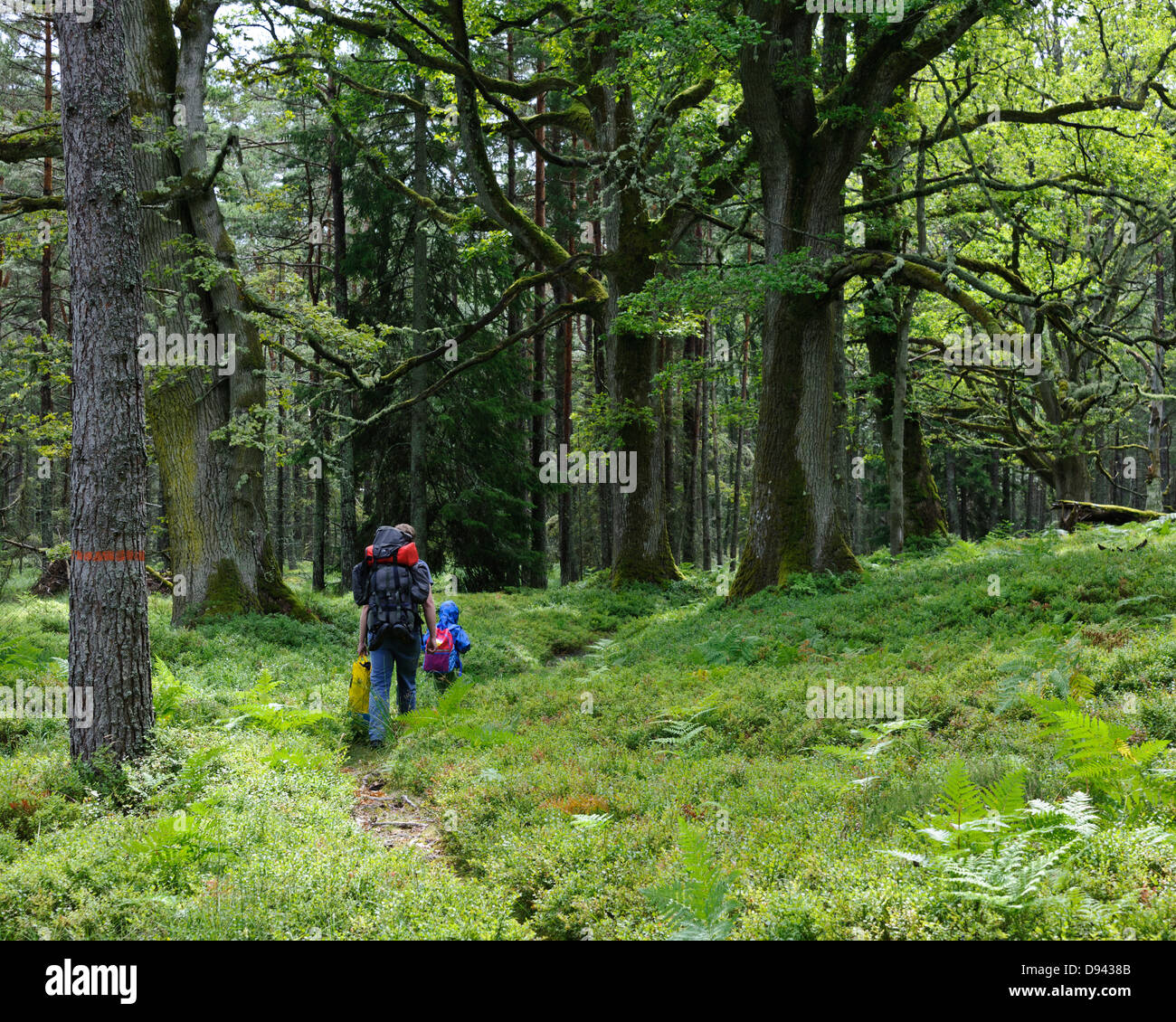 father and son in the forest Stock Photo Alamy