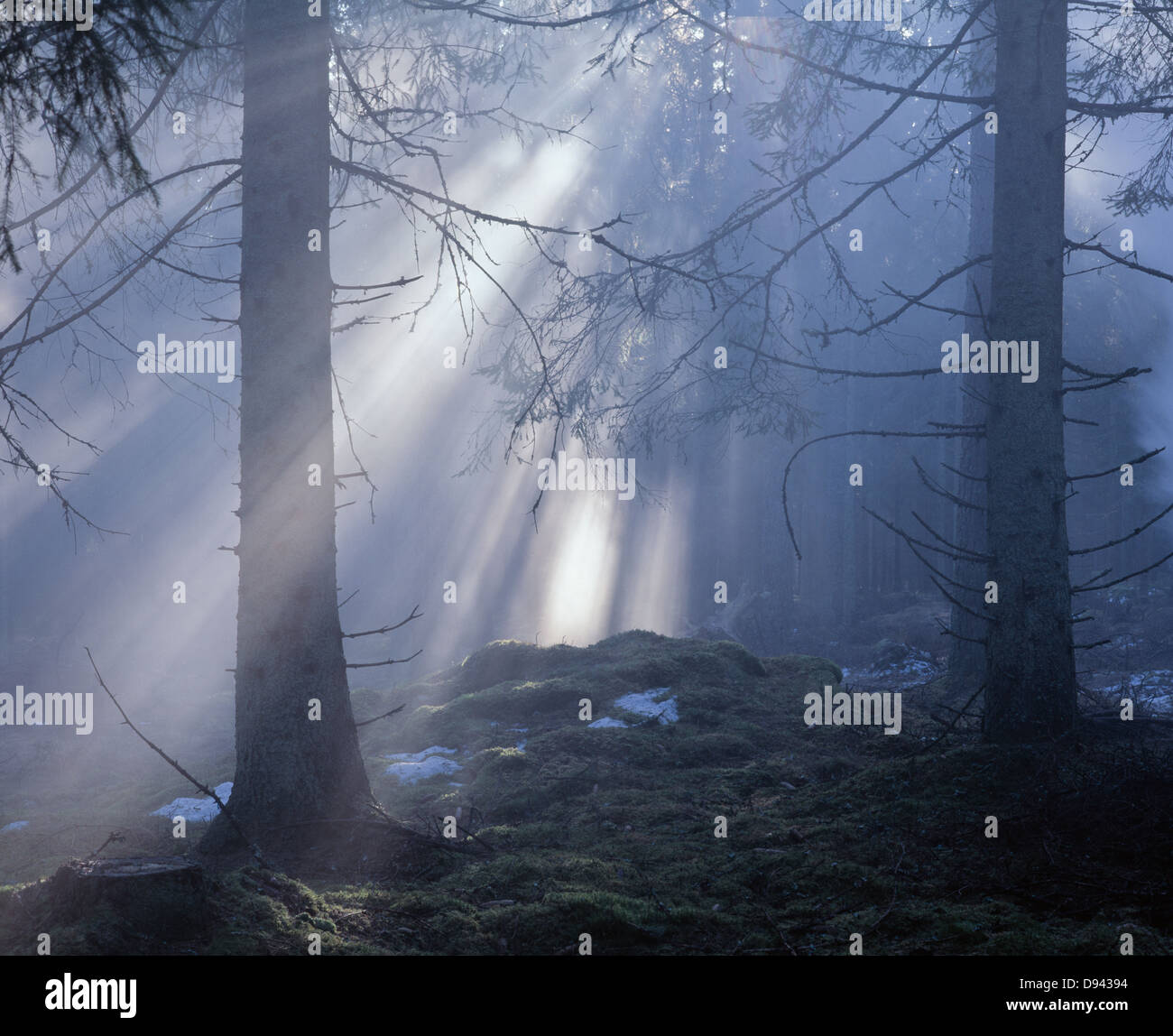 Foggy autumn forest Stock Photo - Alamy