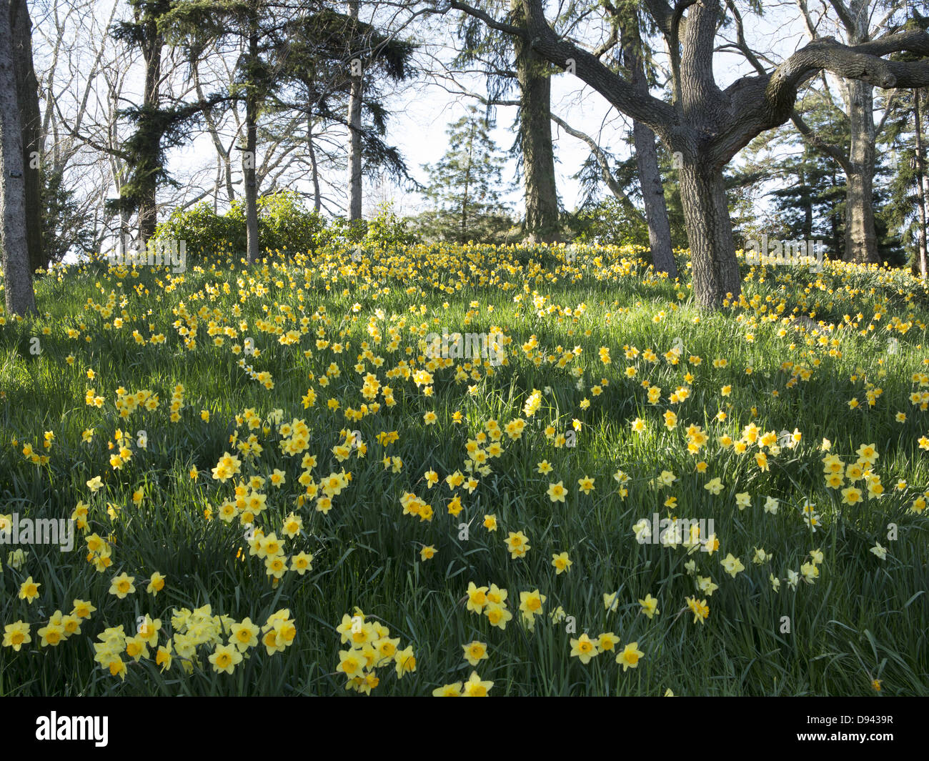 New york botanic garden daffodils hires stock photography and images