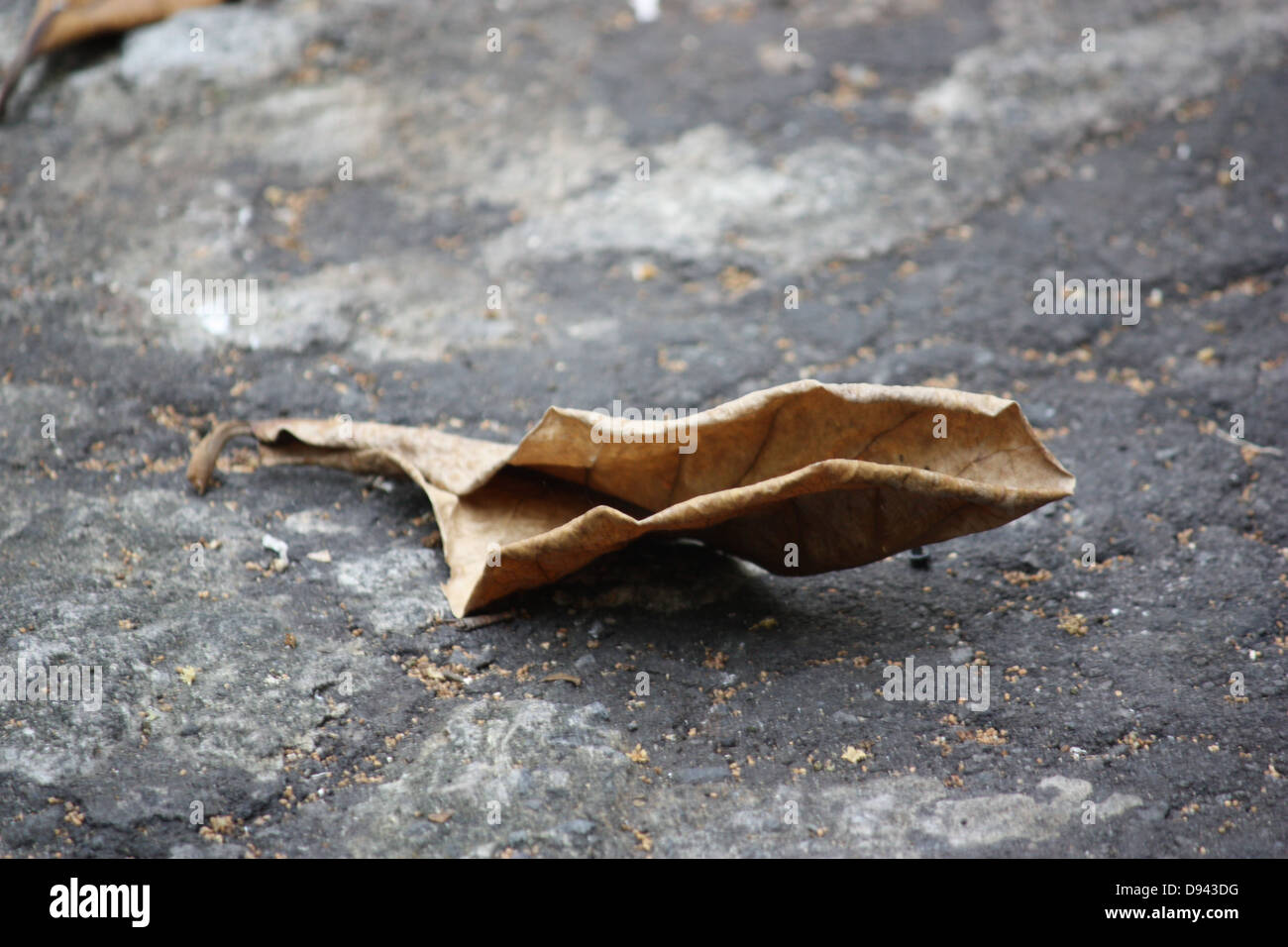 dried leaves Stock Photo