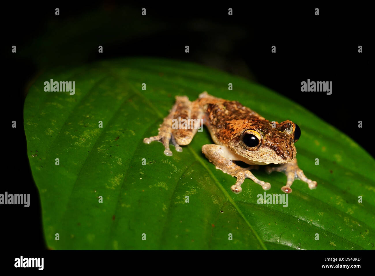 Frilled Tree Frog In Danum Valley. Found In Malaysia, Sumatra, Borneo 