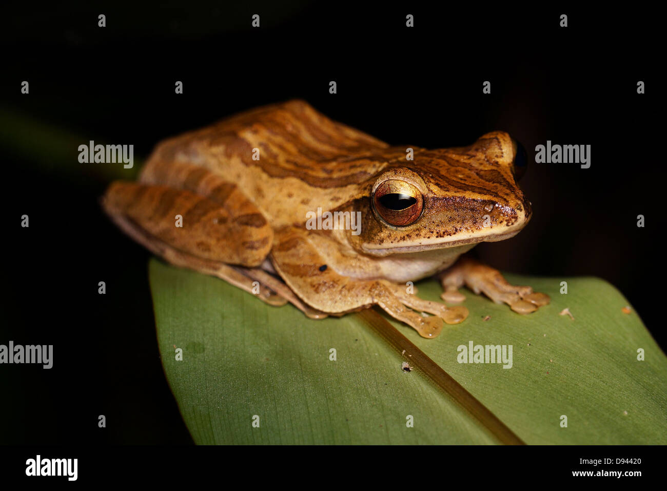 Polypedates leucomystax four lined tree frog in Danum Valley, Sabah Borneo Malaysia. Stock Photo