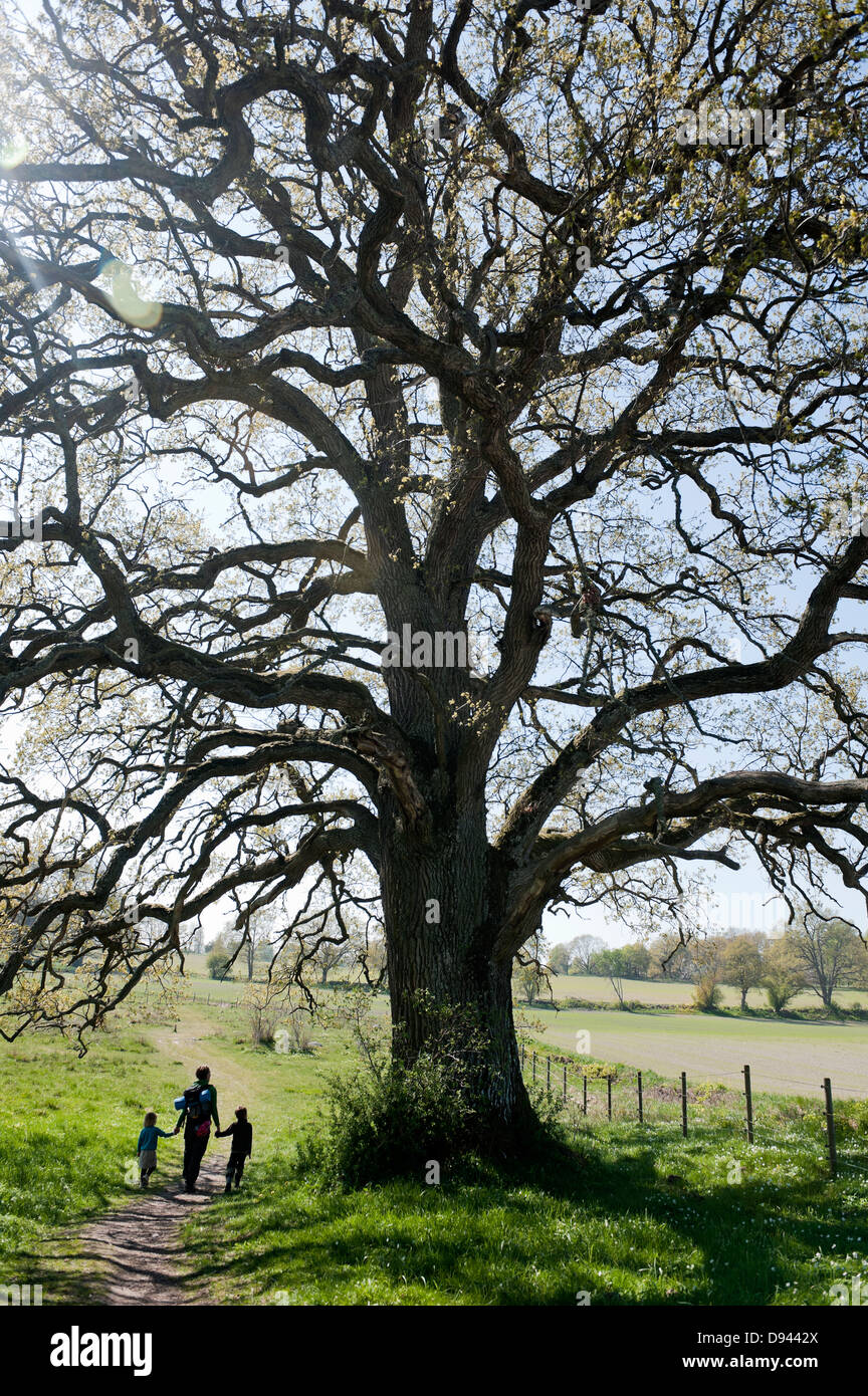 Woman with children walking under high oak tree Stock Photo - Alamy