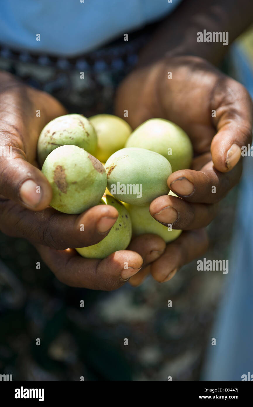 Human hands holding green Marula fruits Stock Photo
