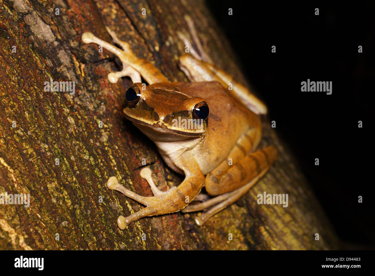 Brown tree frog Polypedates megacephalus in New Territories, Hong Kong Stock Photo