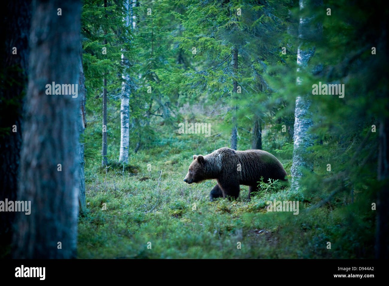 A brown bear in the forest, Finland Stock Photo - Alamy