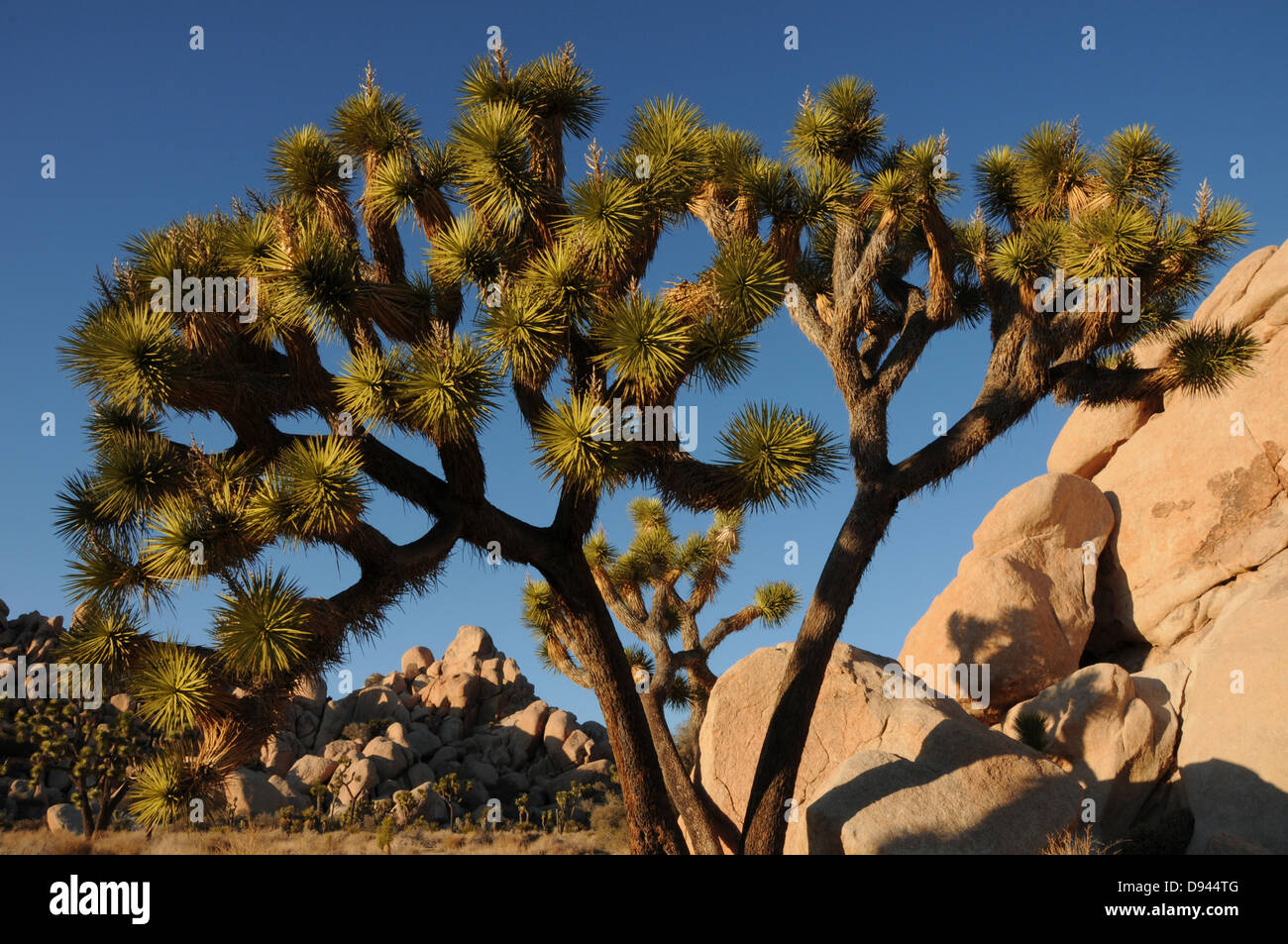Joshua tree joshua tree hires stock photography and images Alamy
