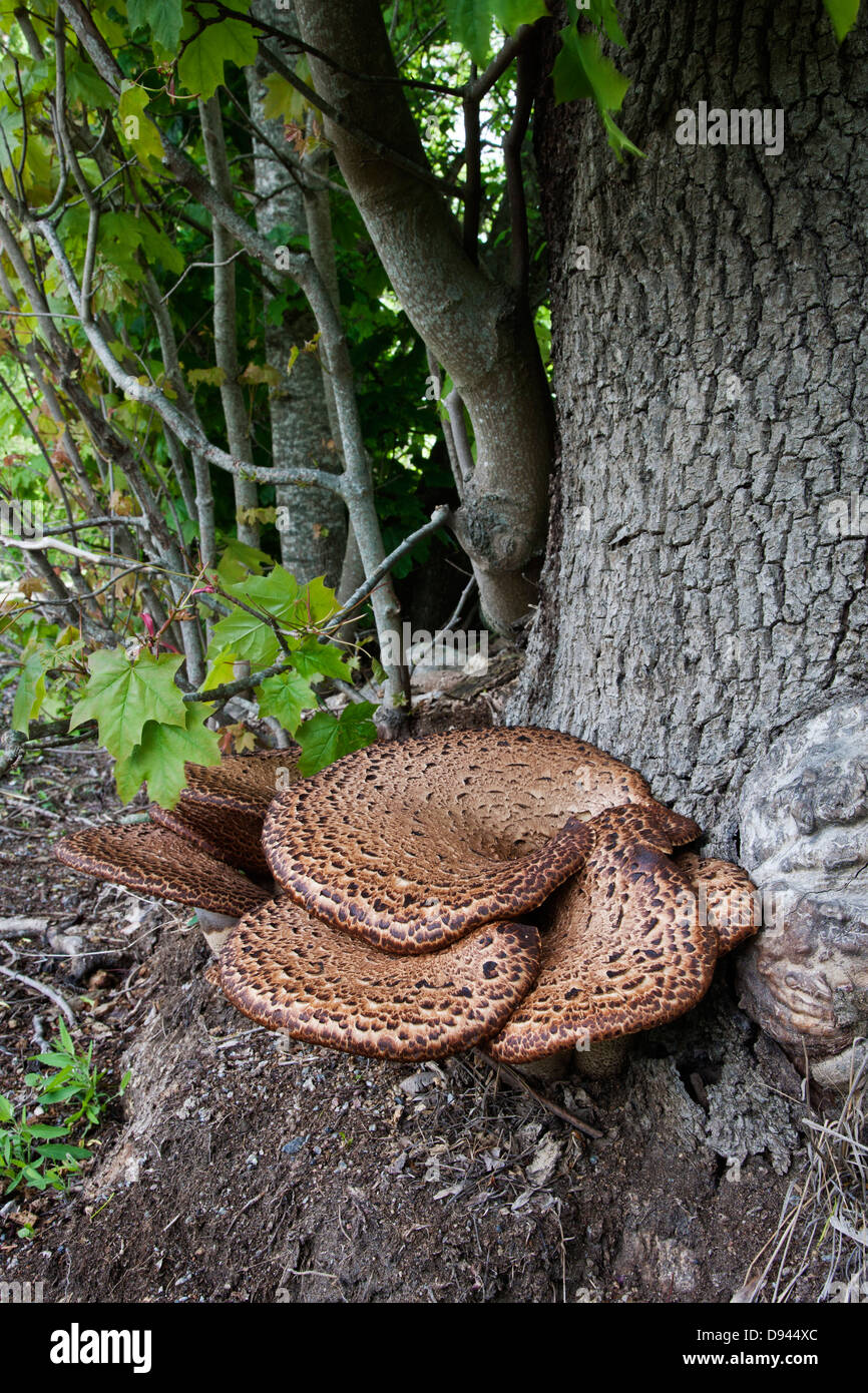 Mushroom on maple tree Stock Photo