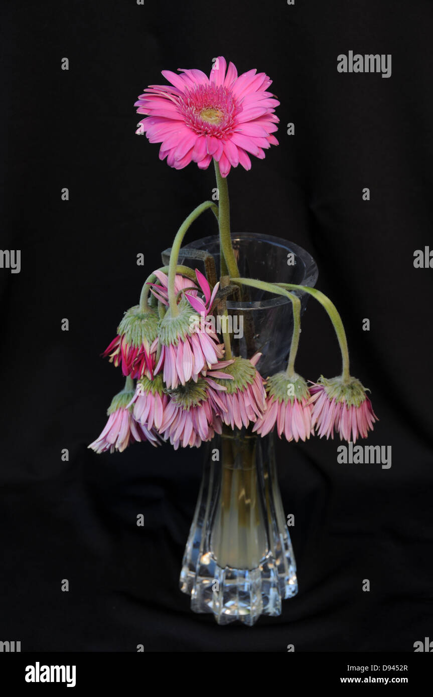 Last surviving flower standing in vase of water amid dead flowers representing survival and life Stock Photo