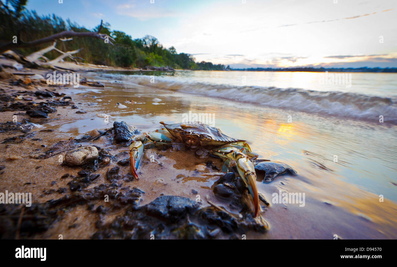 Maryland Blue Crab resting on the beach in foreground at sunset on the Chesapeake Bay in Maryland Stock Photo
