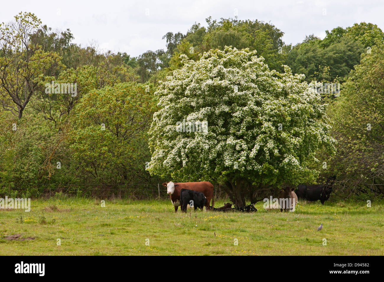 Cows under tree Stock Photo