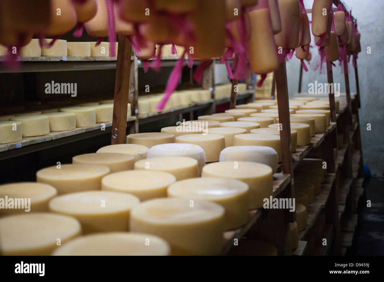 cheese rounds aging on racks cheddar cheese rounds Stock Photo Alamy