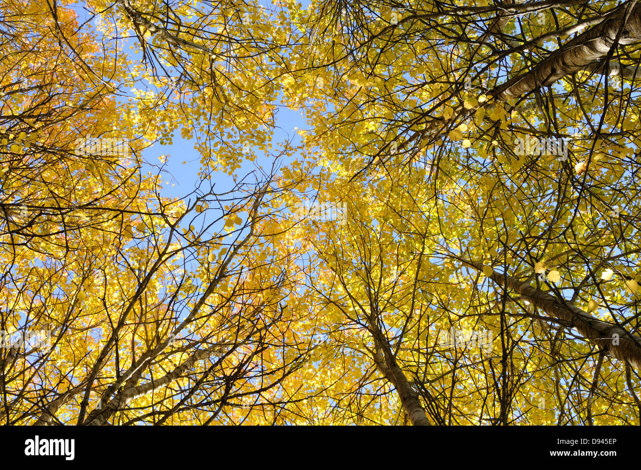 Yellow leaves on trees Stock Photo