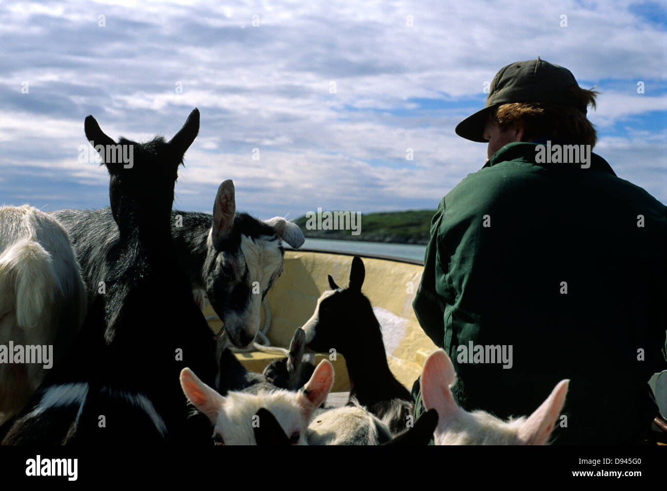 Transporting of animals on a boat Stock Photo Alamy