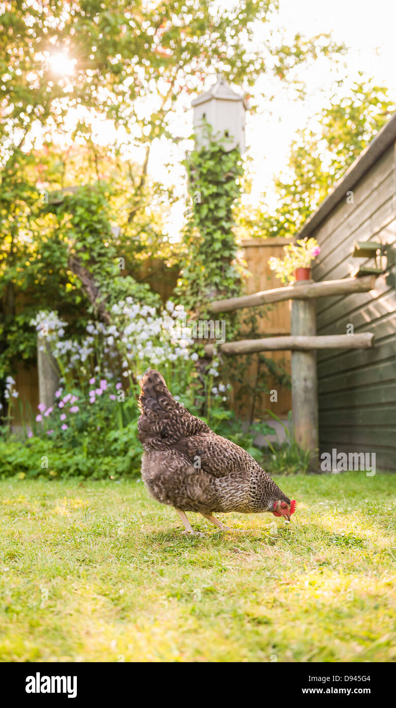 A free range Speckledy hen in a garden. Stock Photo
