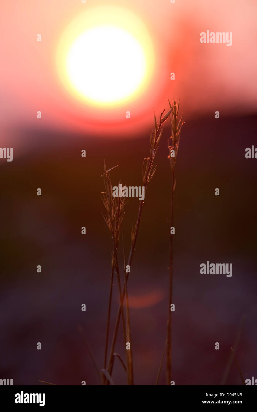Tall grass at sunset Stock Photo - Alamy