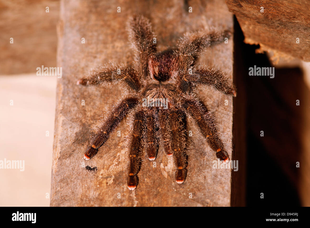 A spider, close-up. Stock Photo