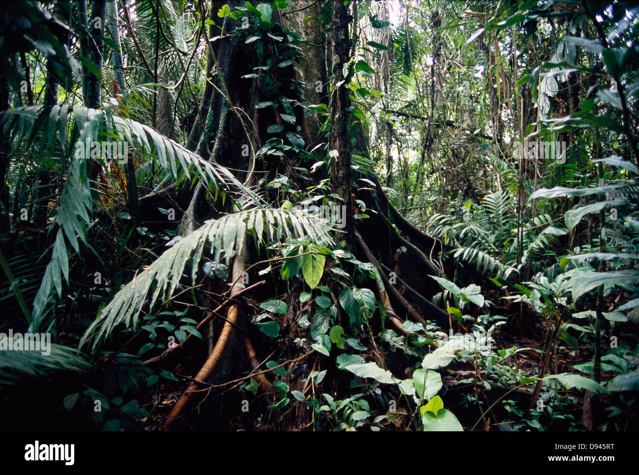 Ecuador rainforest trees hires stock photography and images Alamy