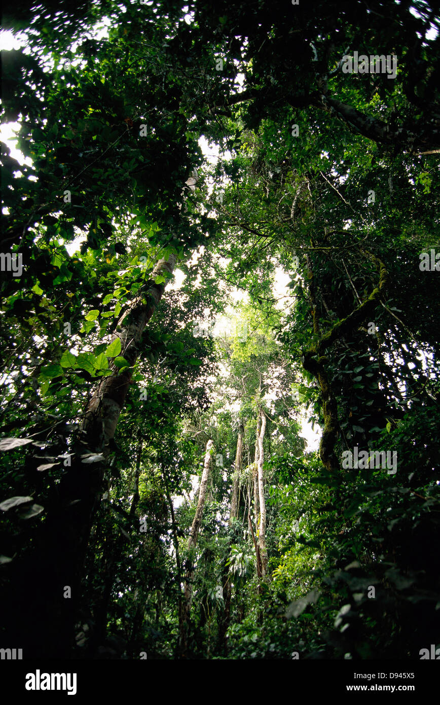 Trees in a rain forest hi-res stock photography and images - Alamy
