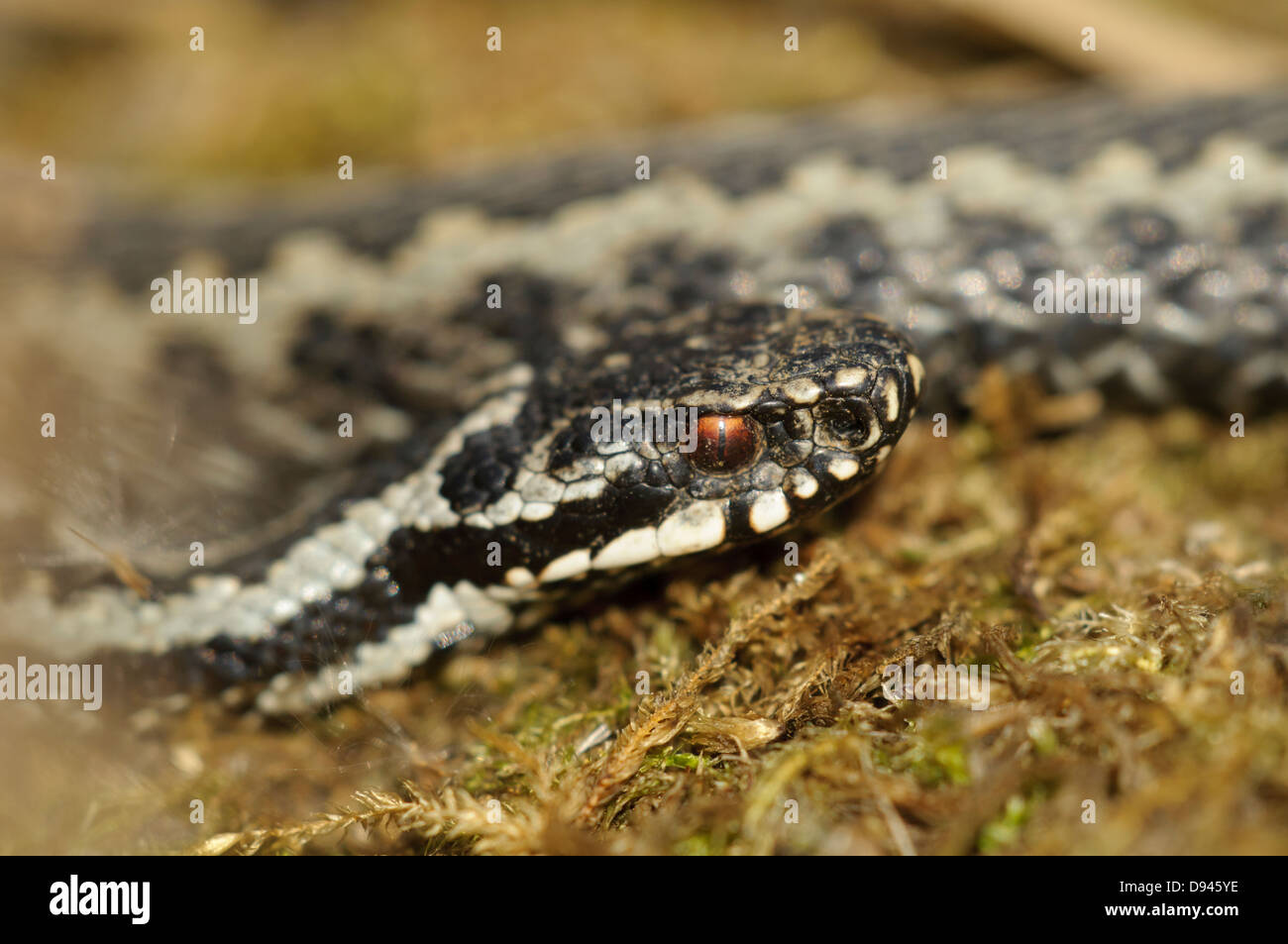 Viper snake, close-up Stock Photo