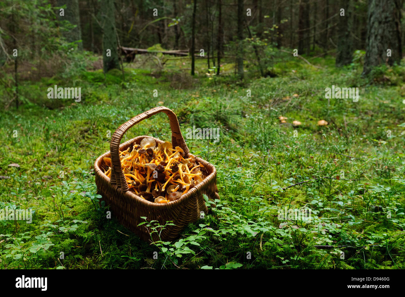 Basket full of chanterelles in forest Stock Photo Alamy