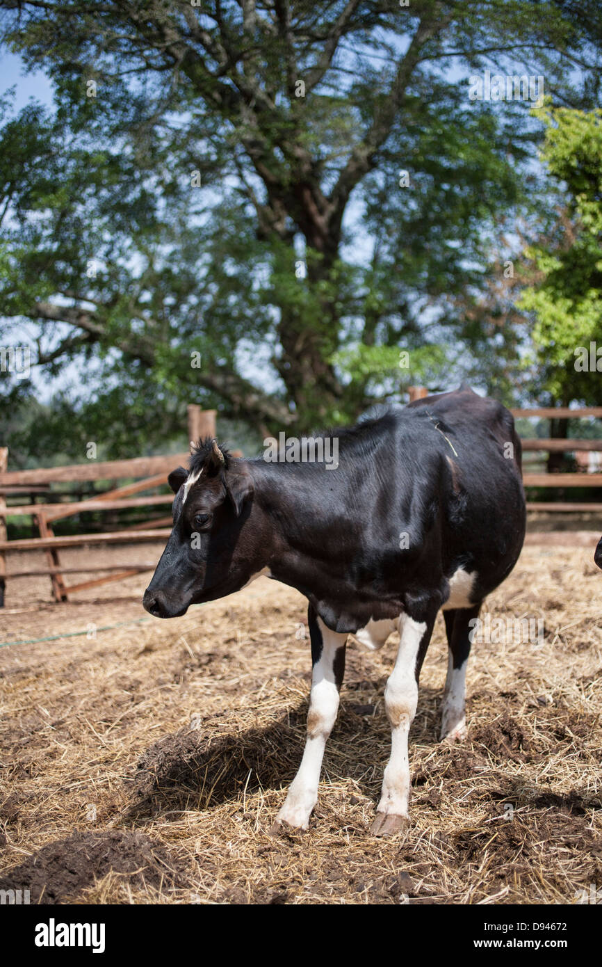 one cow in a field with a fence behind him Stock Photo