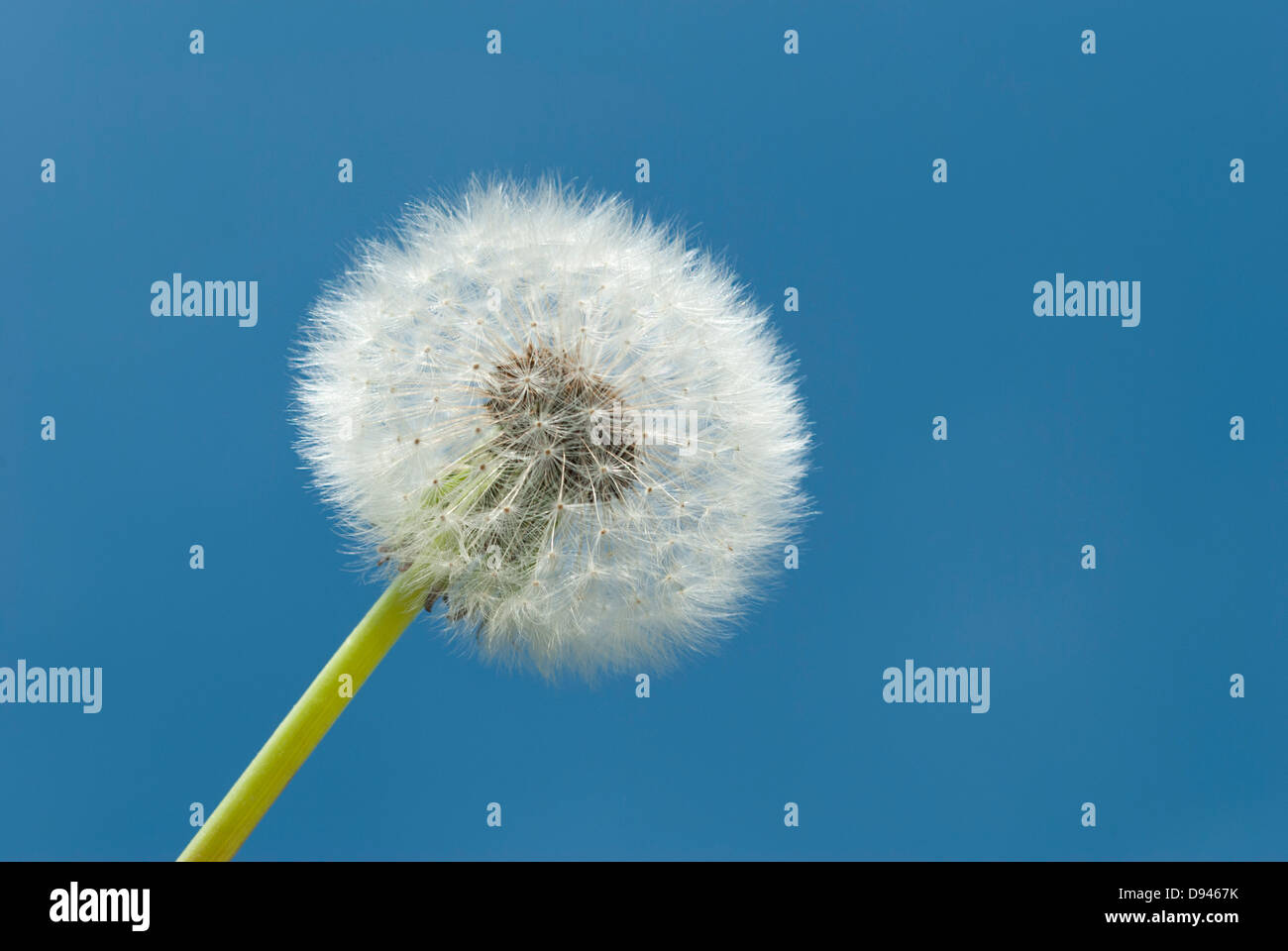 White dandelion on a background of blue sky Stock Photo - Alamy