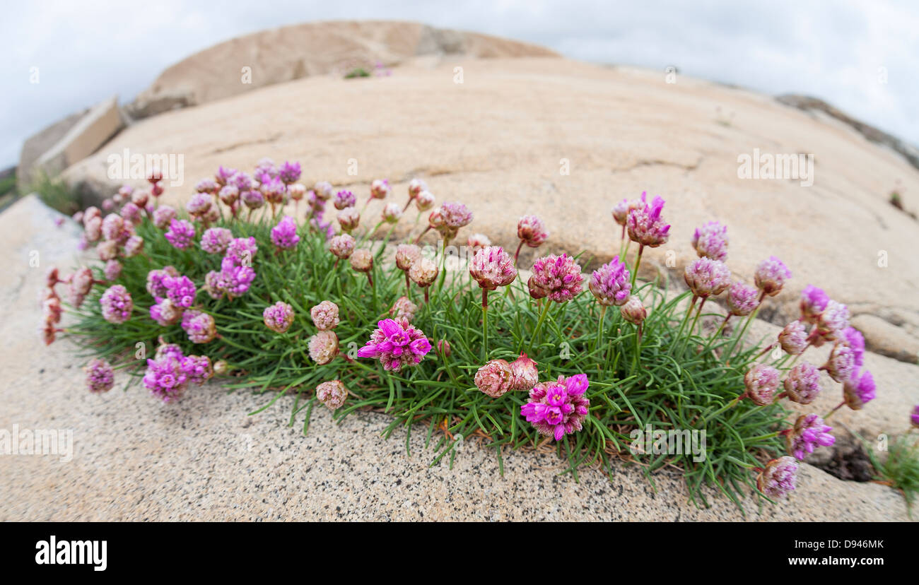Pink flowers on rock Stock Photo