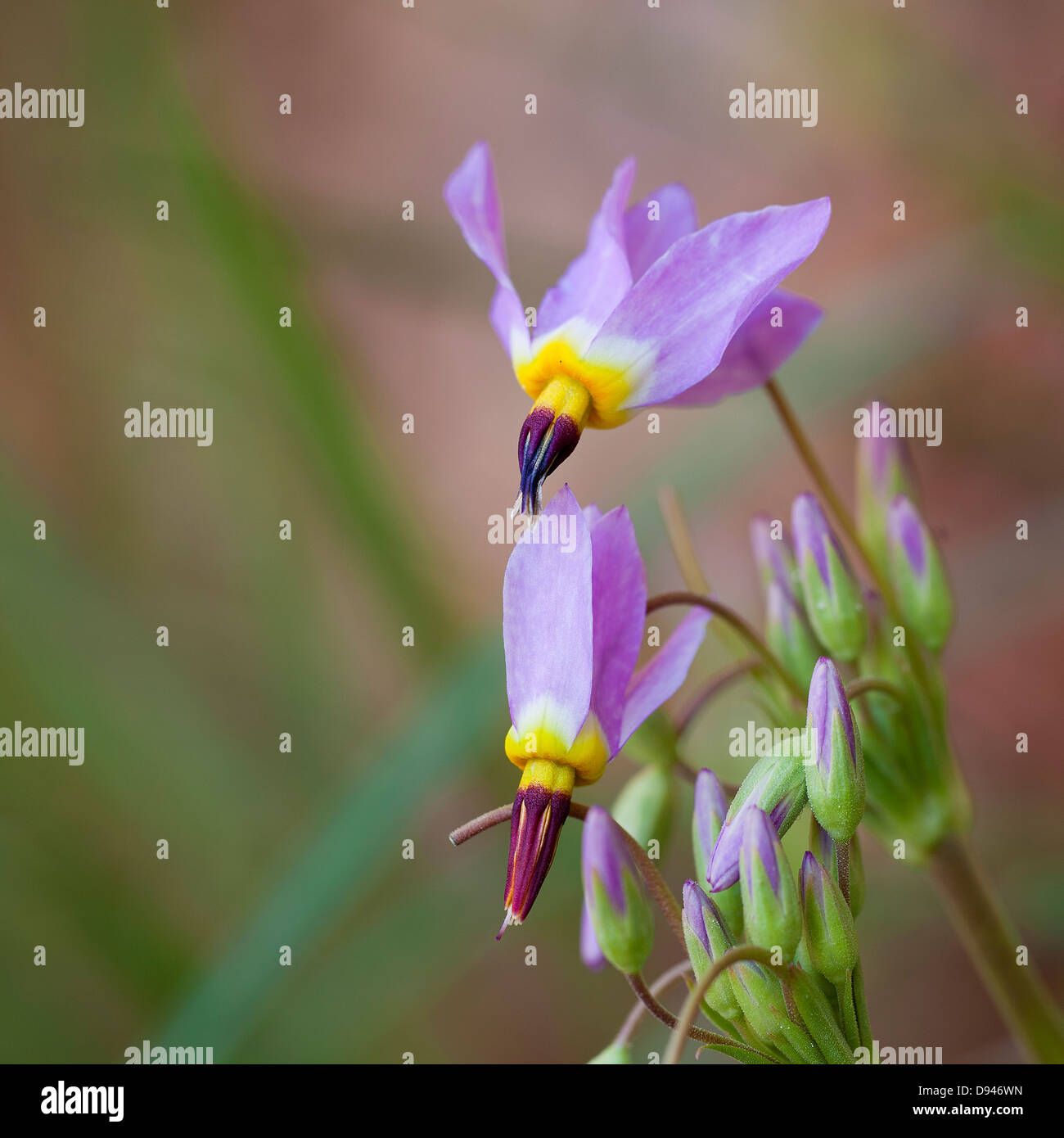 Close-up of purple flower Stock Photo - Alamy