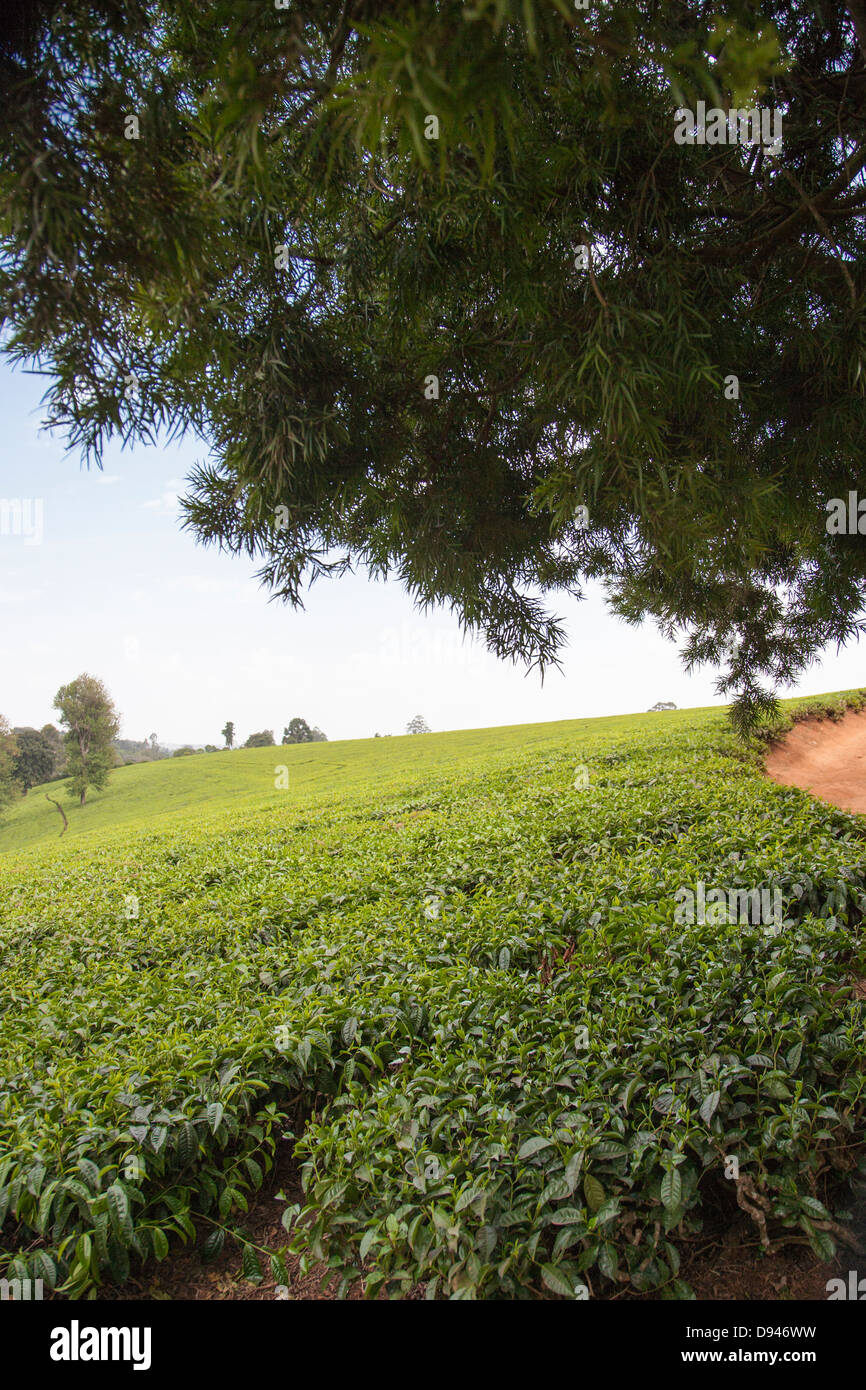 Kenya tea hires stock photography and images Alamy