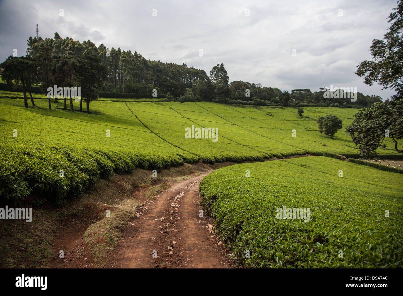 hillside of green tea leaves in Kenya Africa Stock Photo Alamy