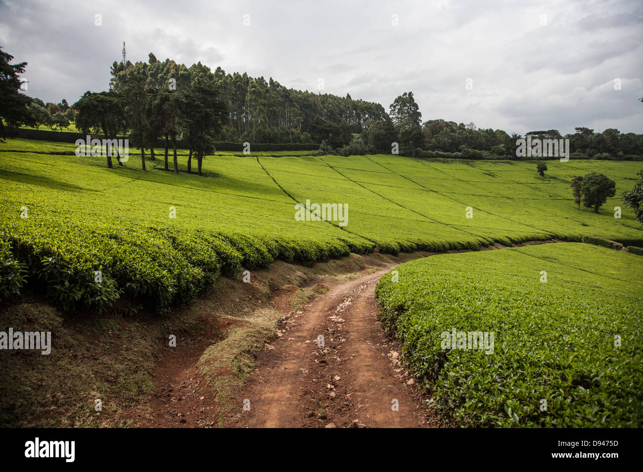 hillside of green tea leaves in Kenya Africa Stock Photo
