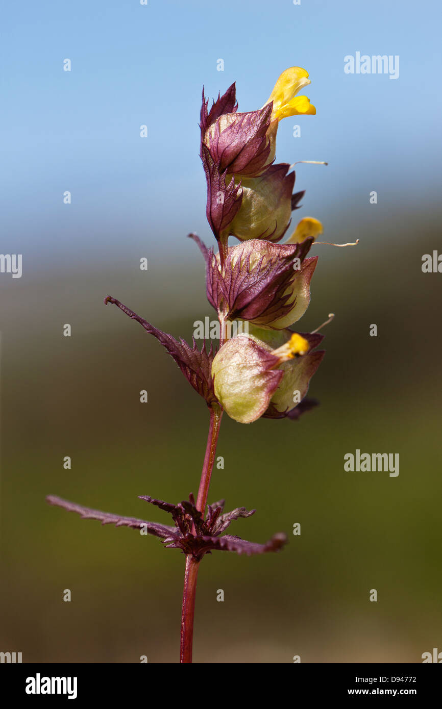 Closeup of yellowrattle flower Stock Photo Alamy