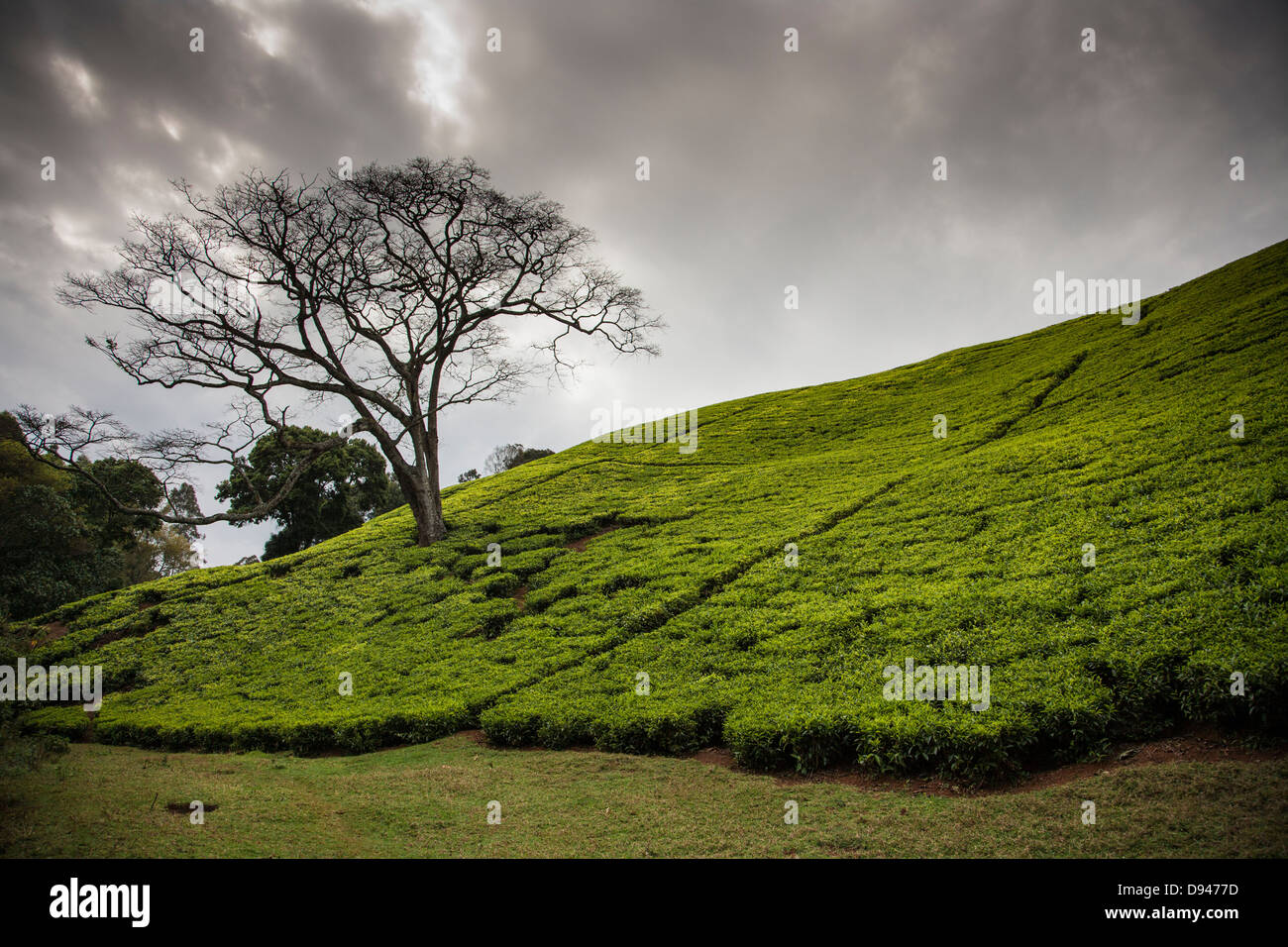 hillside of green tea leaves in Kenya Africa Stock Photo Alamy