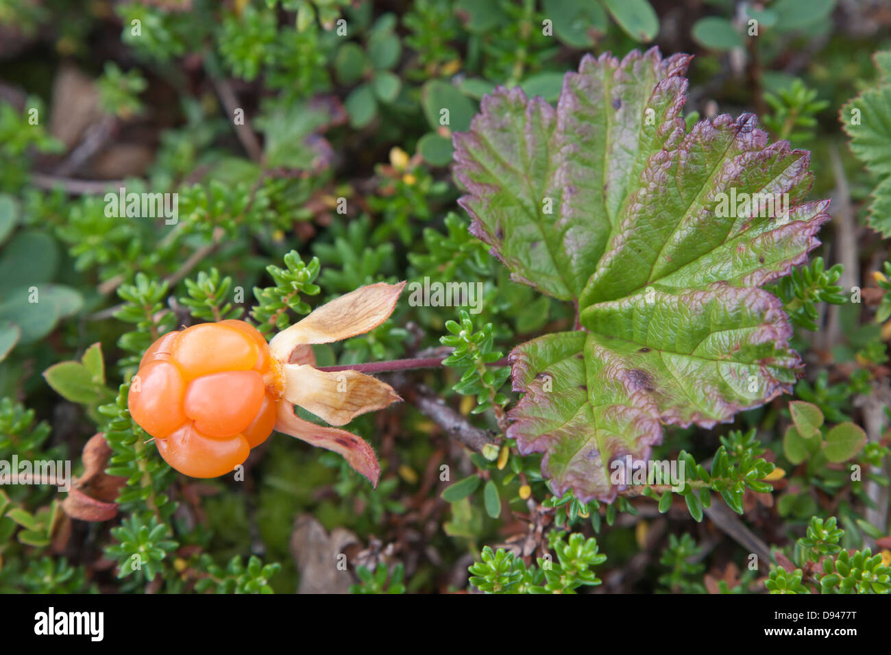 Close-up of cloudberry Stock Photo