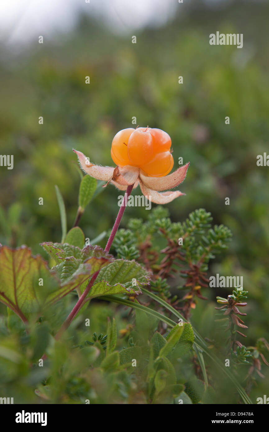 Close-up of cloudberry Stock Photo