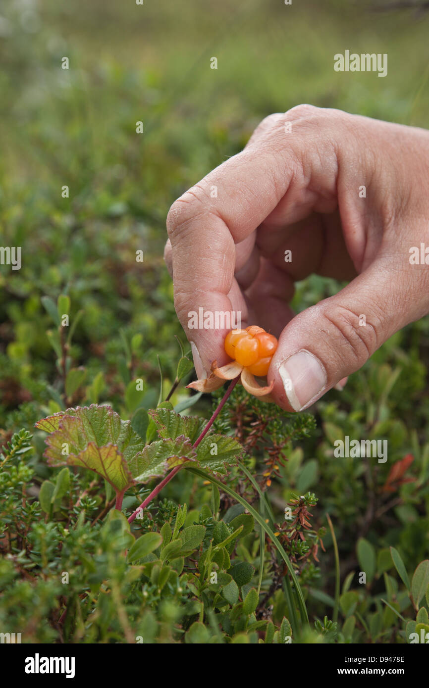Hand picking cloudberry, close-up Stock Photo