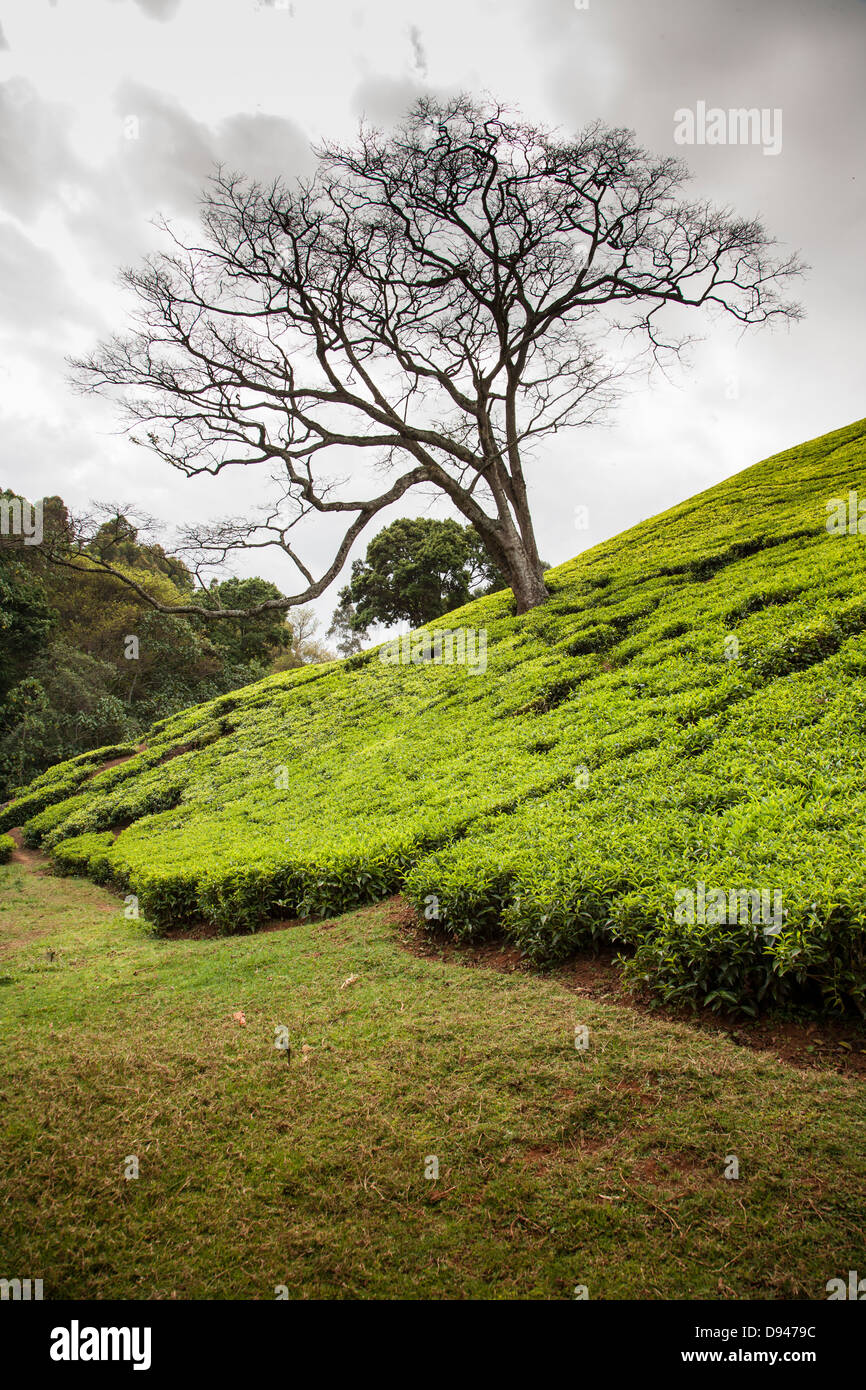 hillside of green tea leaves in Kenya Africa Stock Photo Alamy