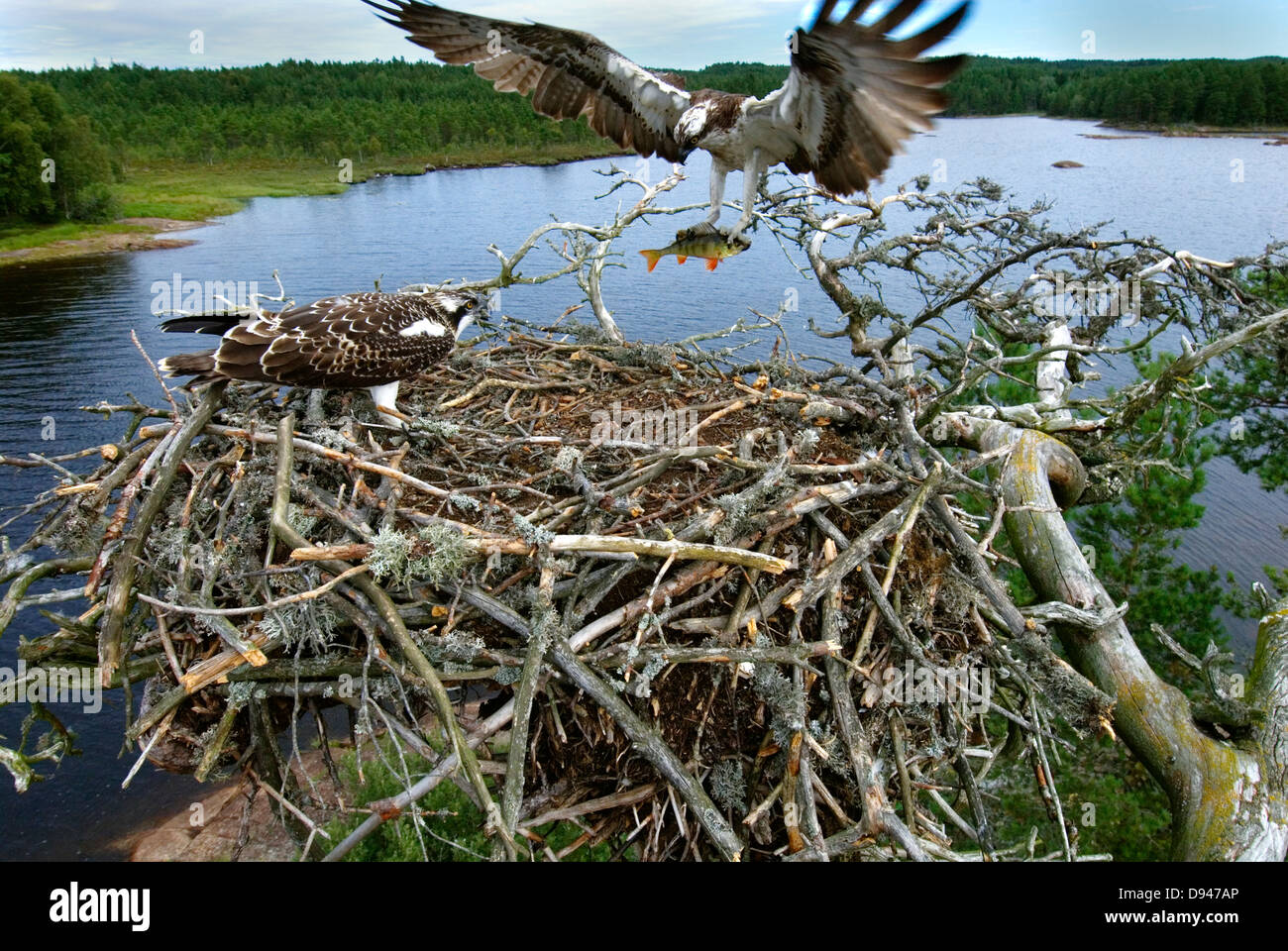Osprey landing on the nest with a perch. Halden, Norway. Stock Photo