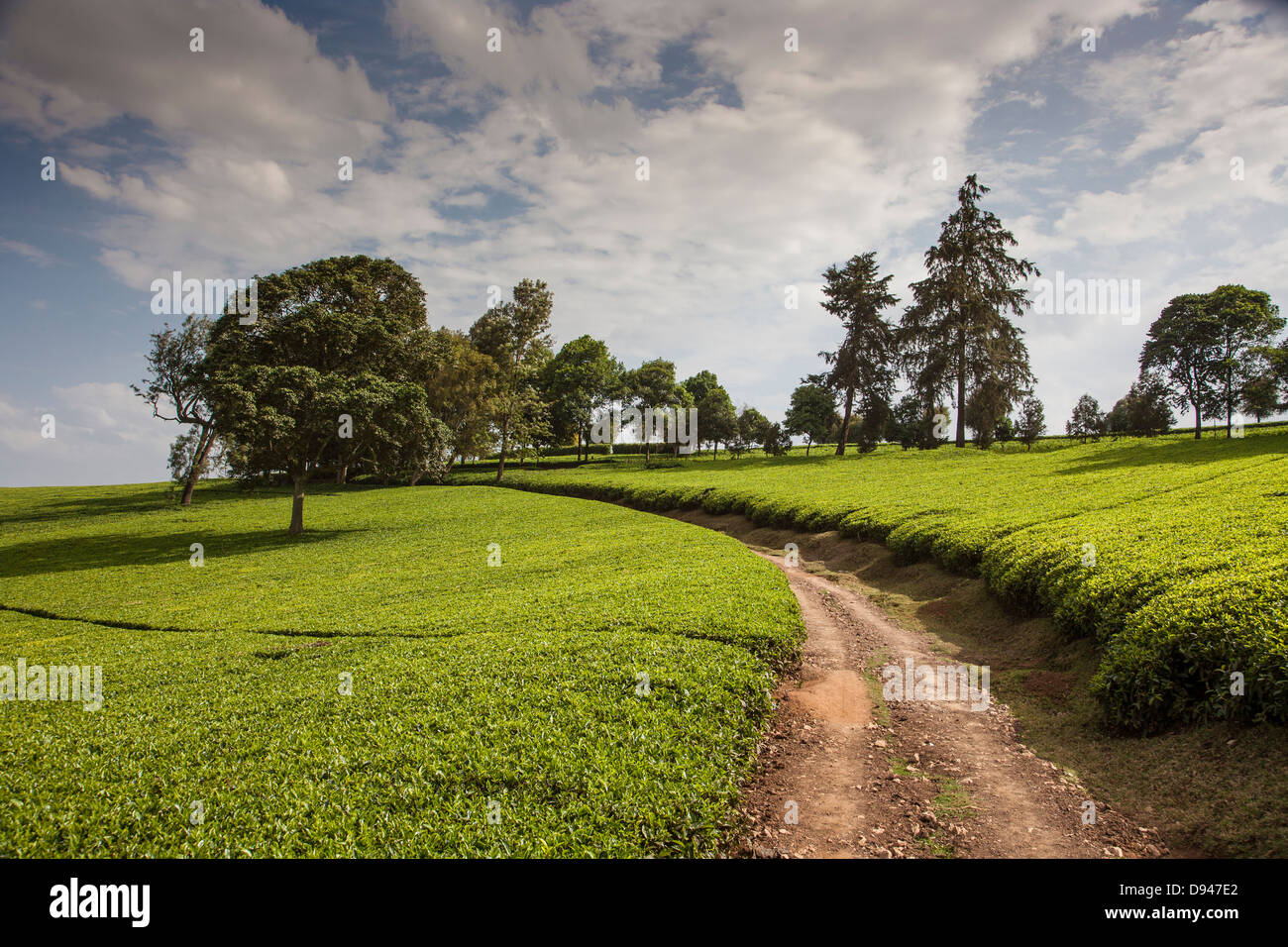 hillside of green tea leaves in Kenya Africa Stock Photo Alamy